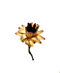 Protea
