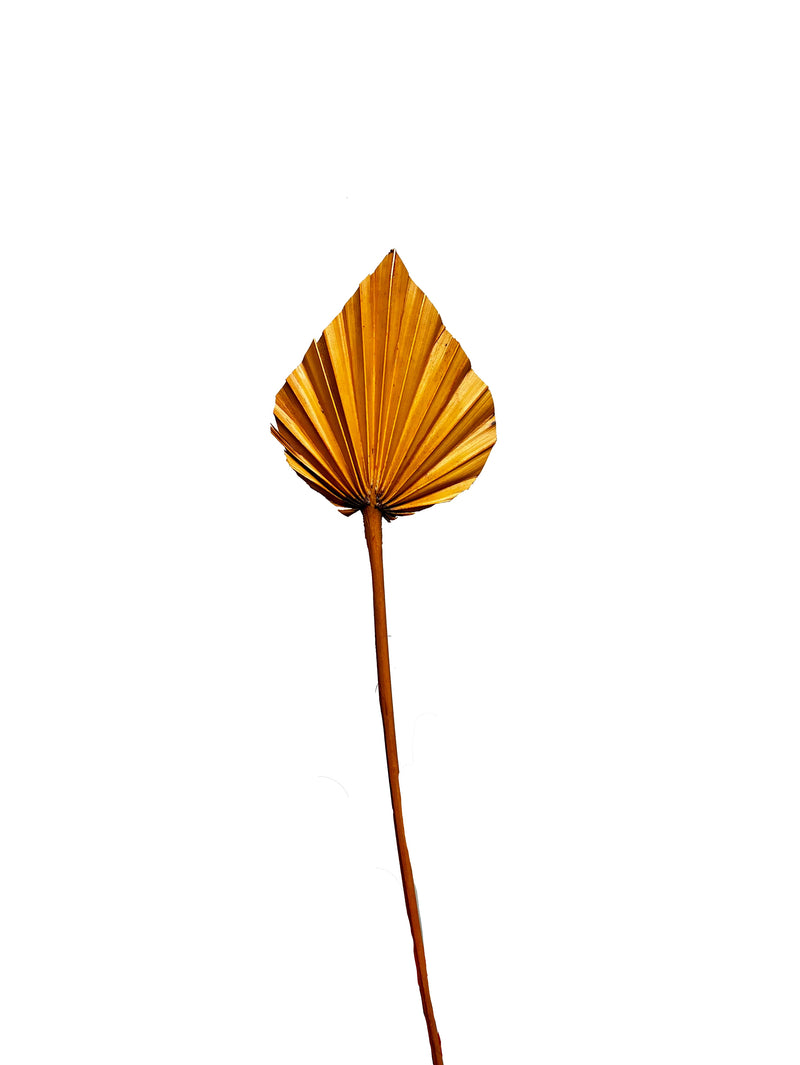 Palm Spear