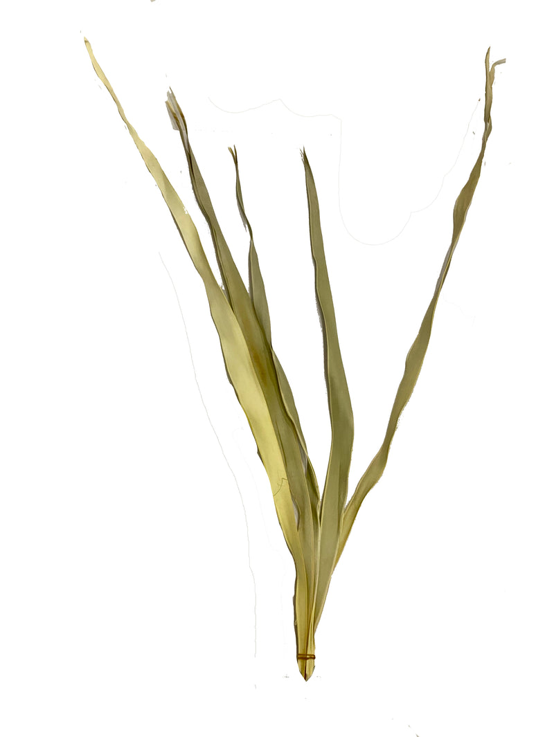 Palm sun palm leaves