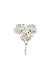 Plumosum