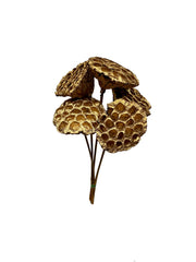 Lotus Pods