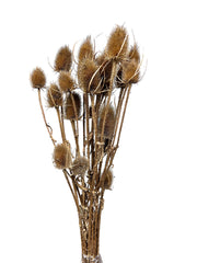 Teasel