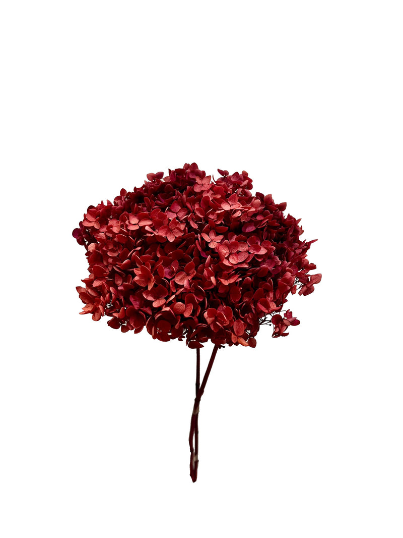 Hydrangea Standard