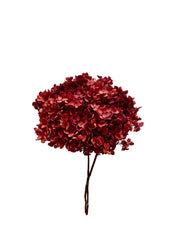 Hydrangea Standard