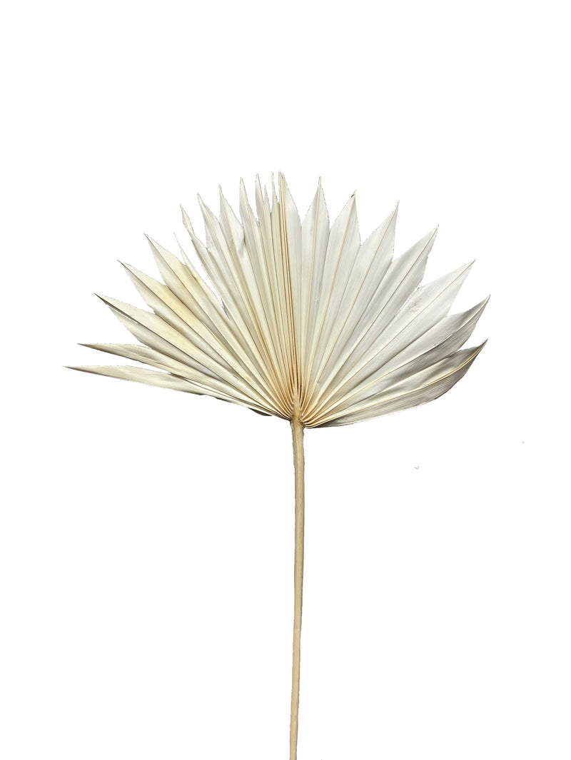 Palm Suncut
