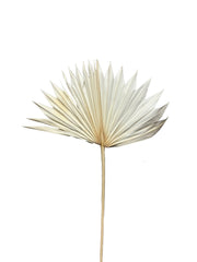 Palm Suncut