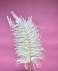 Leather Fern