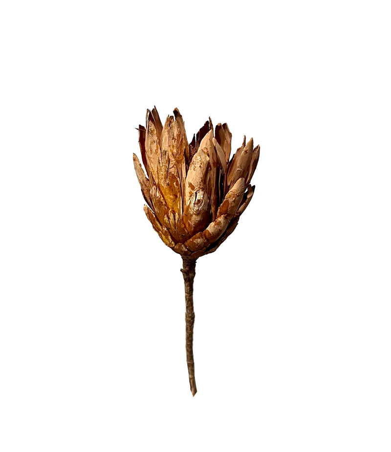 Protea