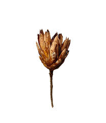 Protea