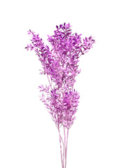 Ruscus Italian