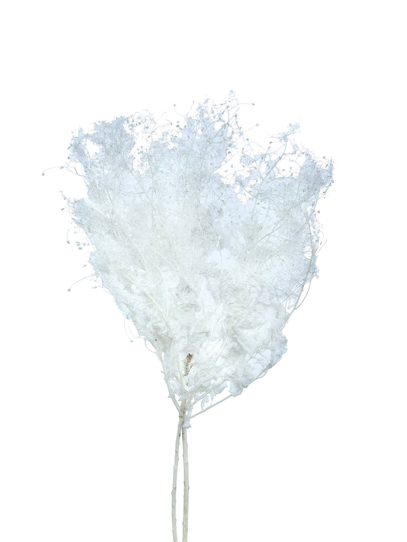 Smoke Bush