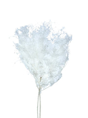 Smoke Bush