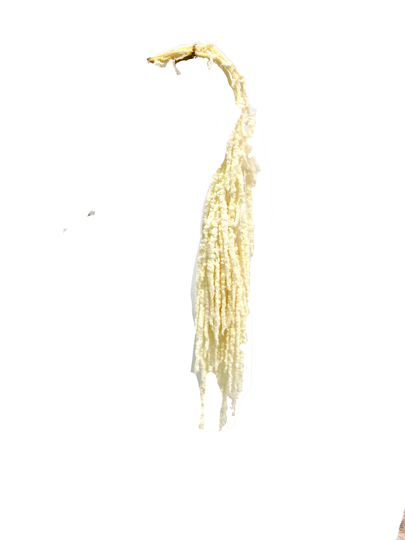 Amaranthus