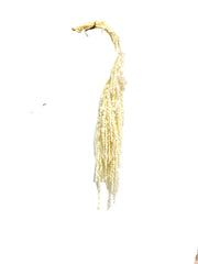 Amaranthus
