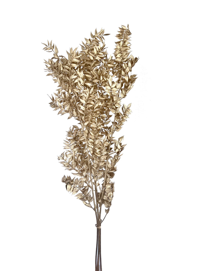 Ruscus Italian