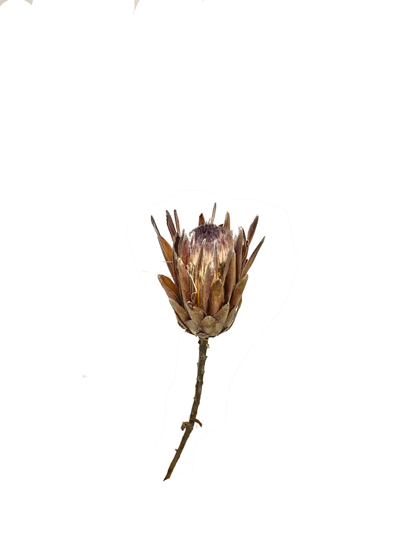Protea