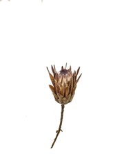 Protea