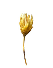 Protea