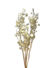 Lunaria (Honesty)