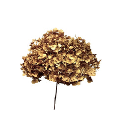 Hydrangea Standard