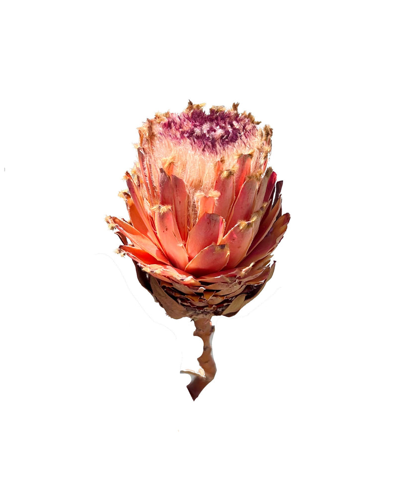 Protea