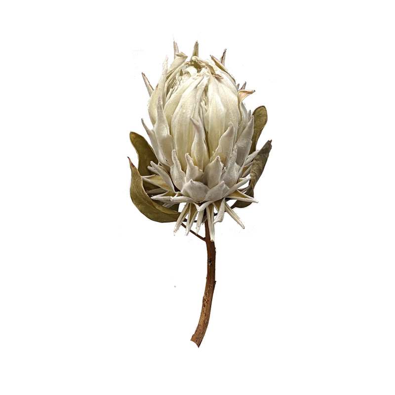 Protea