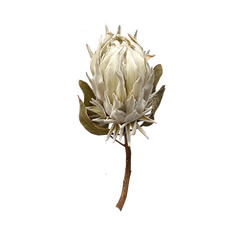 Protea