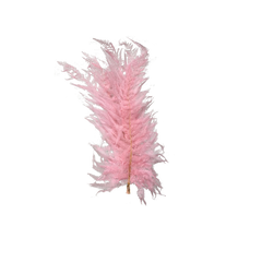 Leather Fern