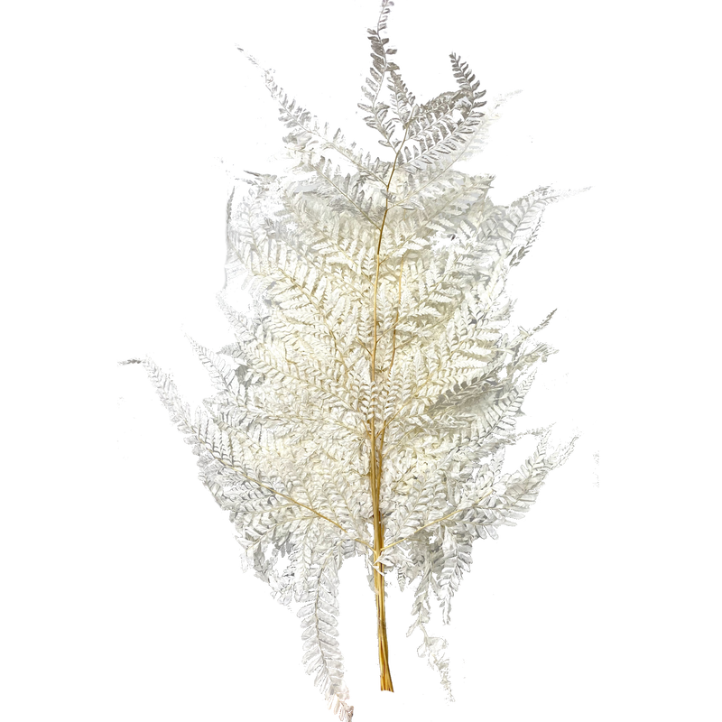 Leather Fern