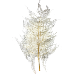 Leather Fern
