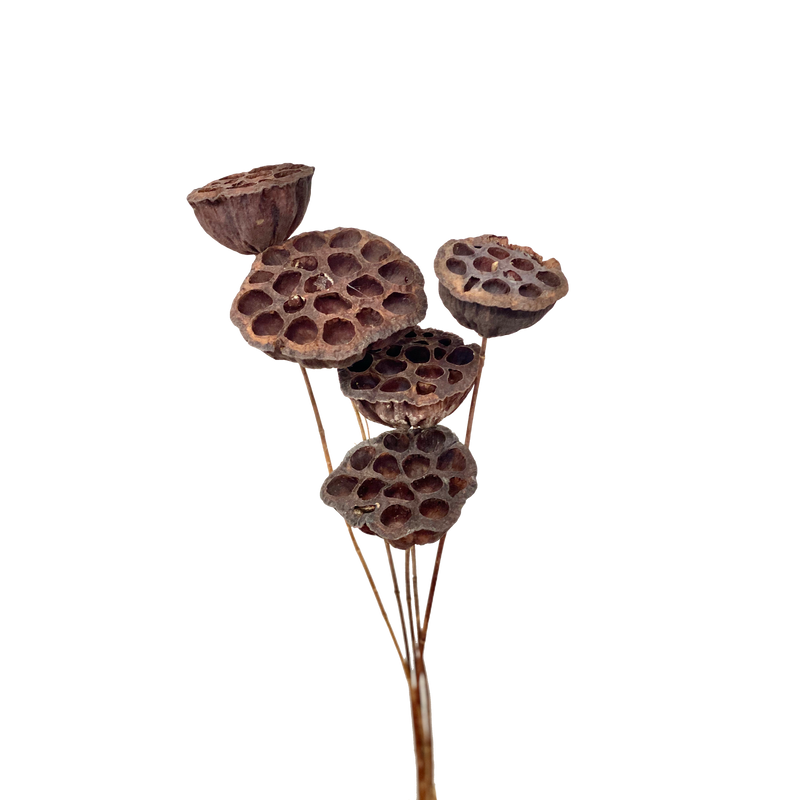 Lotus Pods