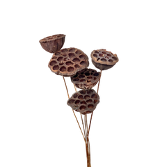 Lotus Pods