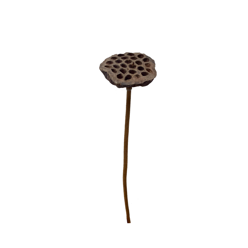 Lotus Pods