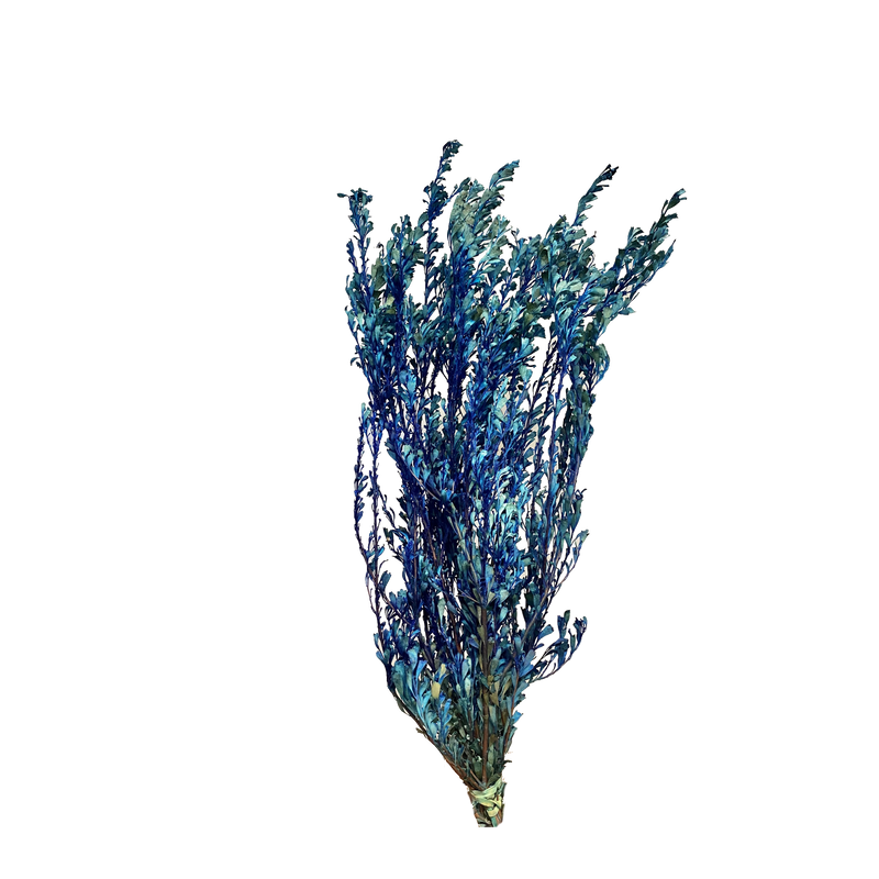 Templetonia Retusa