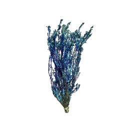 Templetonia Retusa