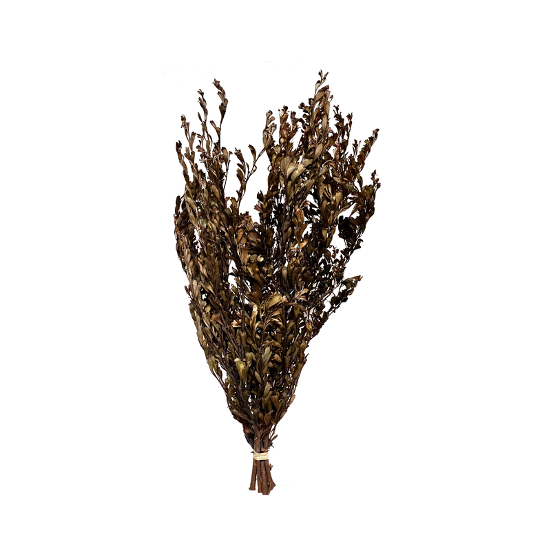 Templetonia Retusa