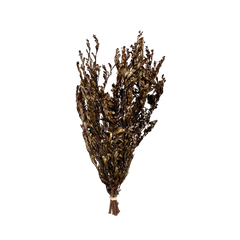 Templetonia Retusa