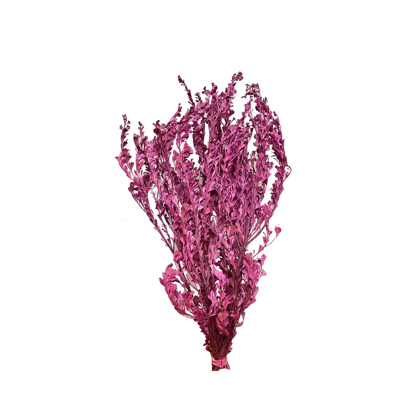 Templetonia Retusa