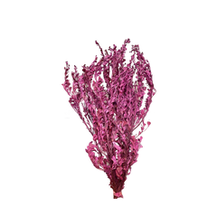 Templetonia Retusa