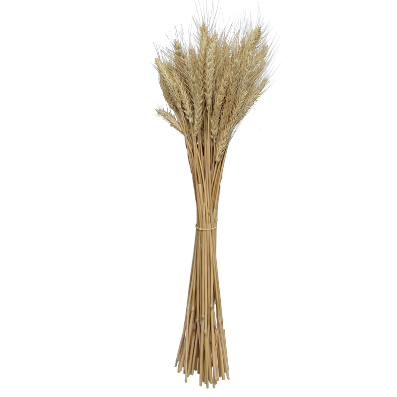 Wheat