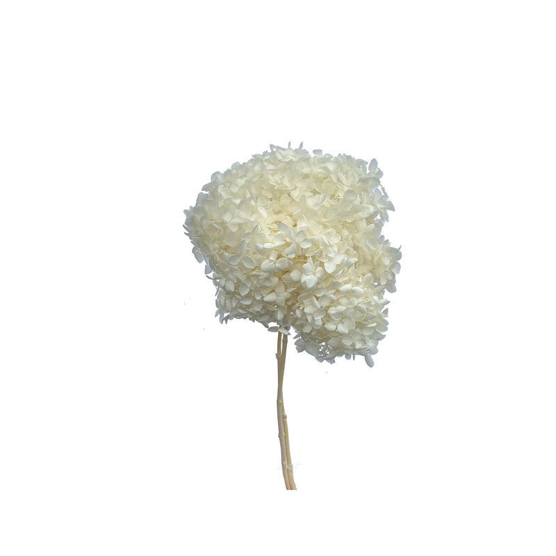 Hydrangea Standard